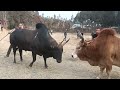 Ki jing iadur masi ba i ma i shyrkhei shisha mynta 2024meghalaya bullfight