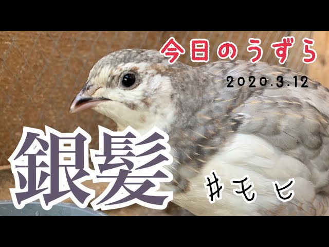今日のうずら】シルバーカラーの並うずら『銀羽のモヒ』【うずら紹介