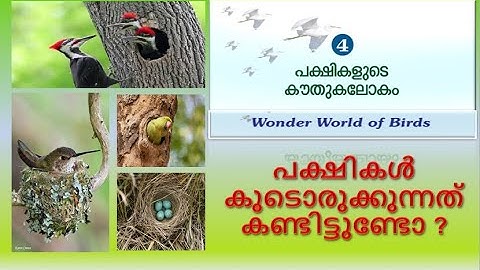 STD 4 EVS പക്ഷികളുടെ കൗതുകലോകം/Wonder world of birds