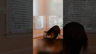 FUNNY ANIMALS COMPILATION 😂😂 #shorts #animals #funny P.2