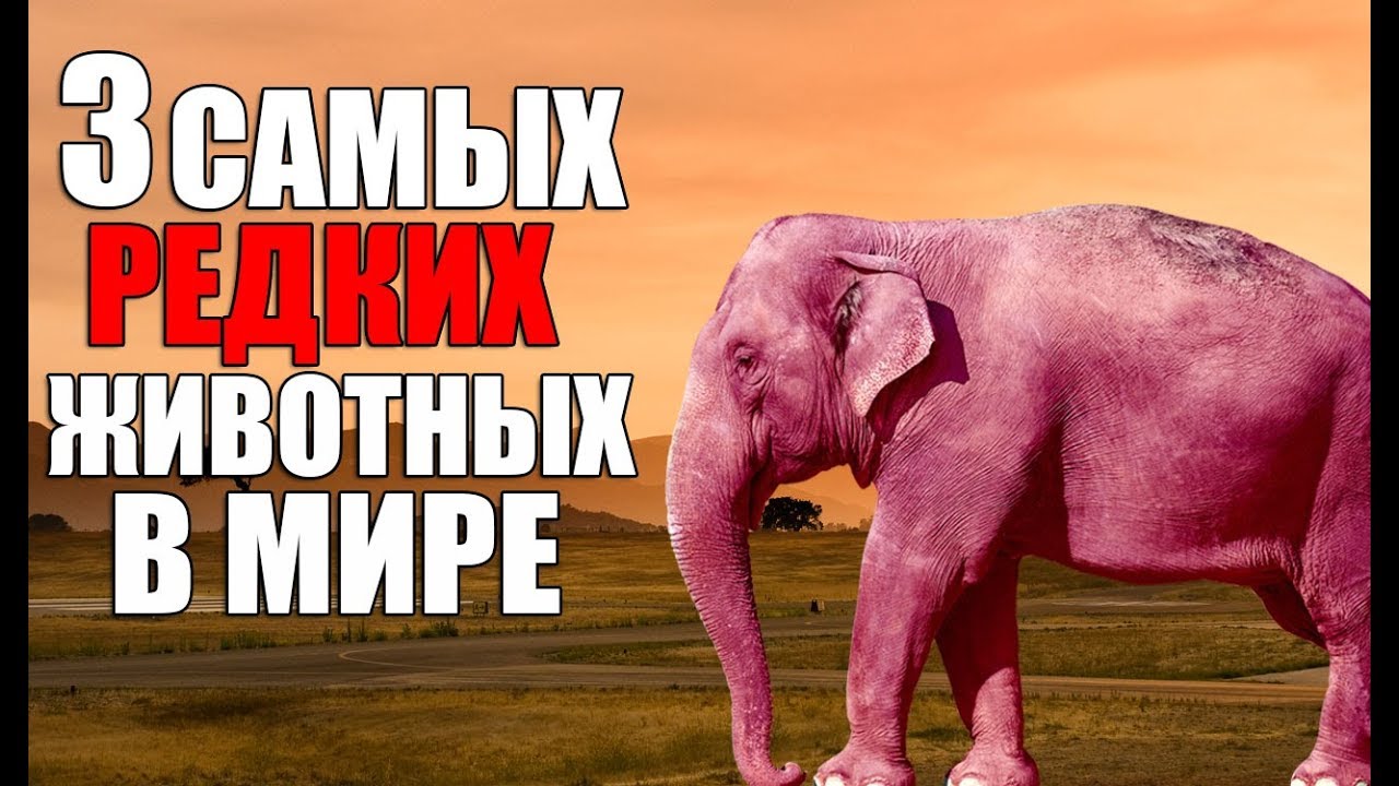 Генератор необычных животных