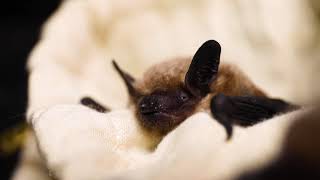 Alberta Bats: Bats in Buildings