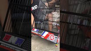 BNR Decal box cage