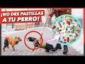 Si te dicen que tu PERRO NECESITA PASTILLAS  💊  POR ESTO… ¡CUIDADO!  ⚠️