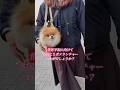 今こそ世界平和に向けてポメランチャーを拡散すべし🐶💥 #pomeranian #きなこ #癒し #ポメラニアン #世界平和 #犬
