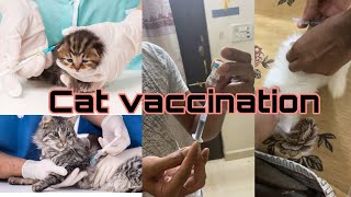 All about cat vaccine||hume kab vaccine karwana chahiye apne cat ko #persiancat