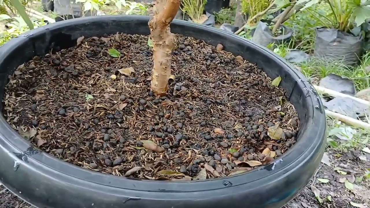 Seperti Ini Cara Membuahkan Pohon Anggur Brazil.@aliftoni09