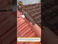 Roof Cleaning Gone Viral #PressureWashing #RoofCleaning #OddlySatisfying
