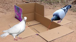 Underground Unique Pigeon Trap Using Paper Box | Creative Bird Trap Easy