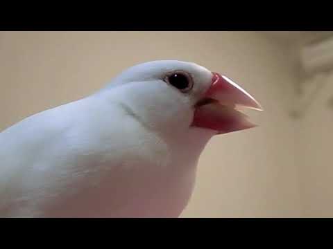 お米を夢中に食べる白文鳥ふーちゃん 文鳥動画