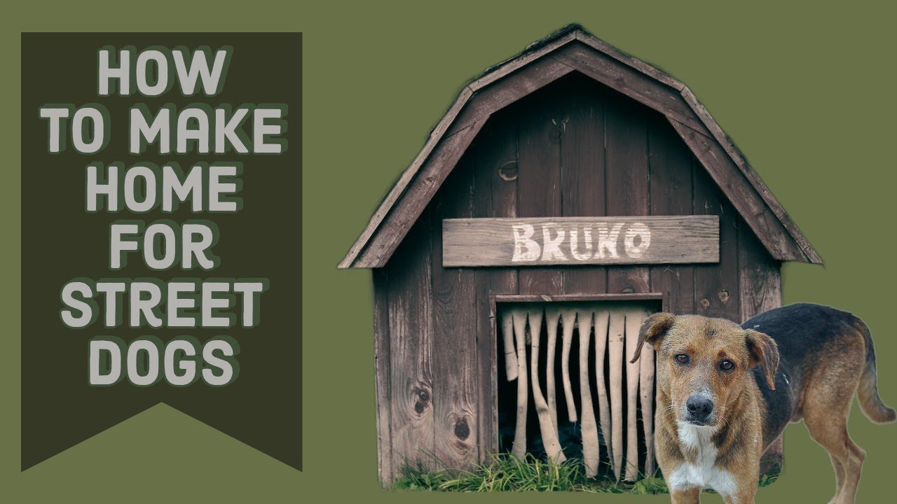 How to make home for street dogs in Winter 🥶 Zara ko parrot bilkul bhi pasand Nhi hai 🦜😂 YouTube