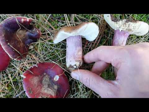 Video: Falsa russula: rasgos y características