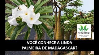 PALMEIRA DE MADAGASCAR- Lindo Pachypodium lamerei!