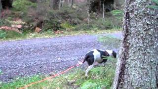 Wildas Första Viltspår Ca 350M