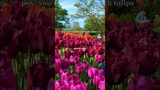 Which color of tulips do you prefer the most?🌷 #tulip #explore #spring #newyork #nature #fyp #park How Many Colours Of Tulips Are There