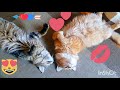 Very sweet couple 😻 Maine Coon Willy &amp; Eva👍