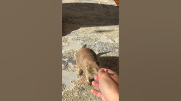 Poppy wants scratches but then it’s a trick!!! 😂 #prairiedog #animal #cute