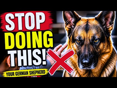 15 Things German Shepherds Secretly Hate (Most Owners Have No Idea)