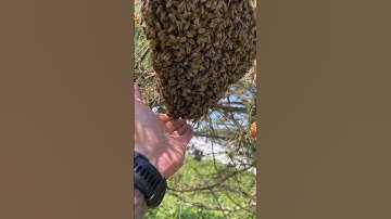 MASSIVE BEE SWARM UP CLOSE !!! #bee #nature #bees #savethebees #beehives #queenbee #swarm