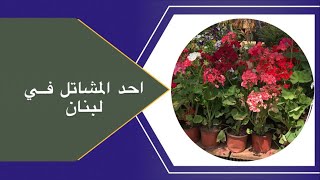 احد المشاتل فــي بيروت لبنان