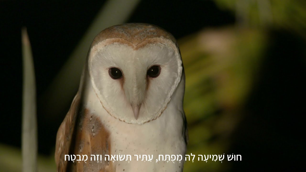 שיר התנשמת