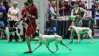 Ophelia’s Retirement Crufts 2024