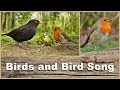 Birds, Bird Song and Sounds : Woodland