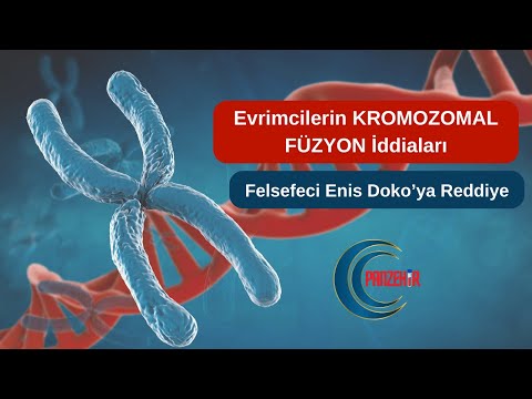 Evrimcilerin Kromozomal Füzyon İddiaları - 1