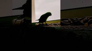 joto kosto daw go Allah #shot #video #youtube #shots
