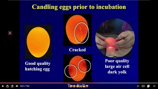 Candling Eggs before Incubation