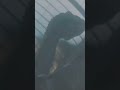 indoraptor edit