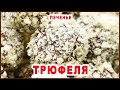 Печенье Трюфель на Вареных Желтках с Орехами - Невероятно Вкусно