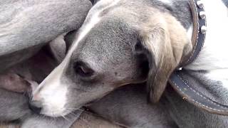 ТАЗЫ ИТ/HUNTING DOGS/ОХОТНИЧЬИ СОБАКИ ТАЗЫ ИТ/HUNTING DOGS/ОХОТНИЧЬИ СОБАКИ