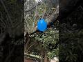 A balloon caught in a tree🎈
