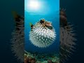 #pufferfish #amazingfacts #factsuniversal #shorts