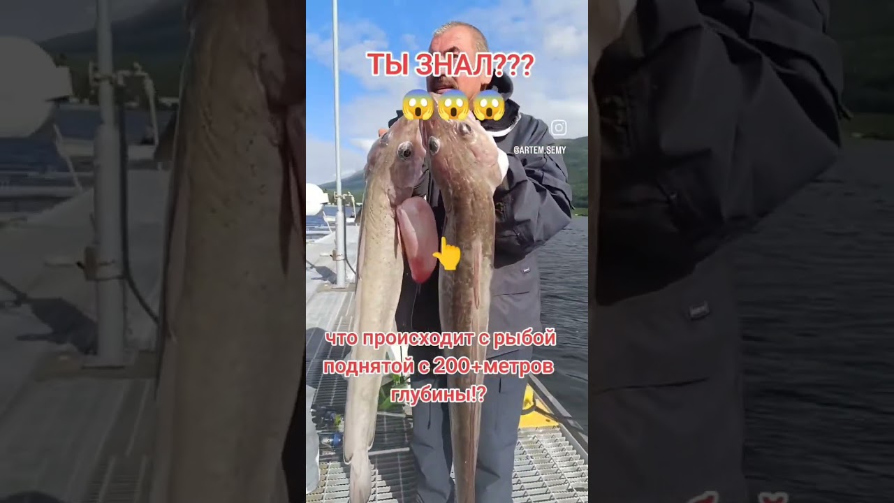 Рыбалка на щуку морскую, ланге, мольва, 