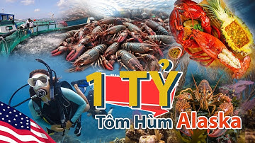 NUÔI 1 TỶ CON TÔM HÙM ALASKA DƯỚI BIỂN NHƯ THẾ NÀO? - Khám phá trang trại nuôi tôm hùm lớn nhất