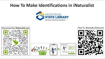 iNaturalist Making Identifications