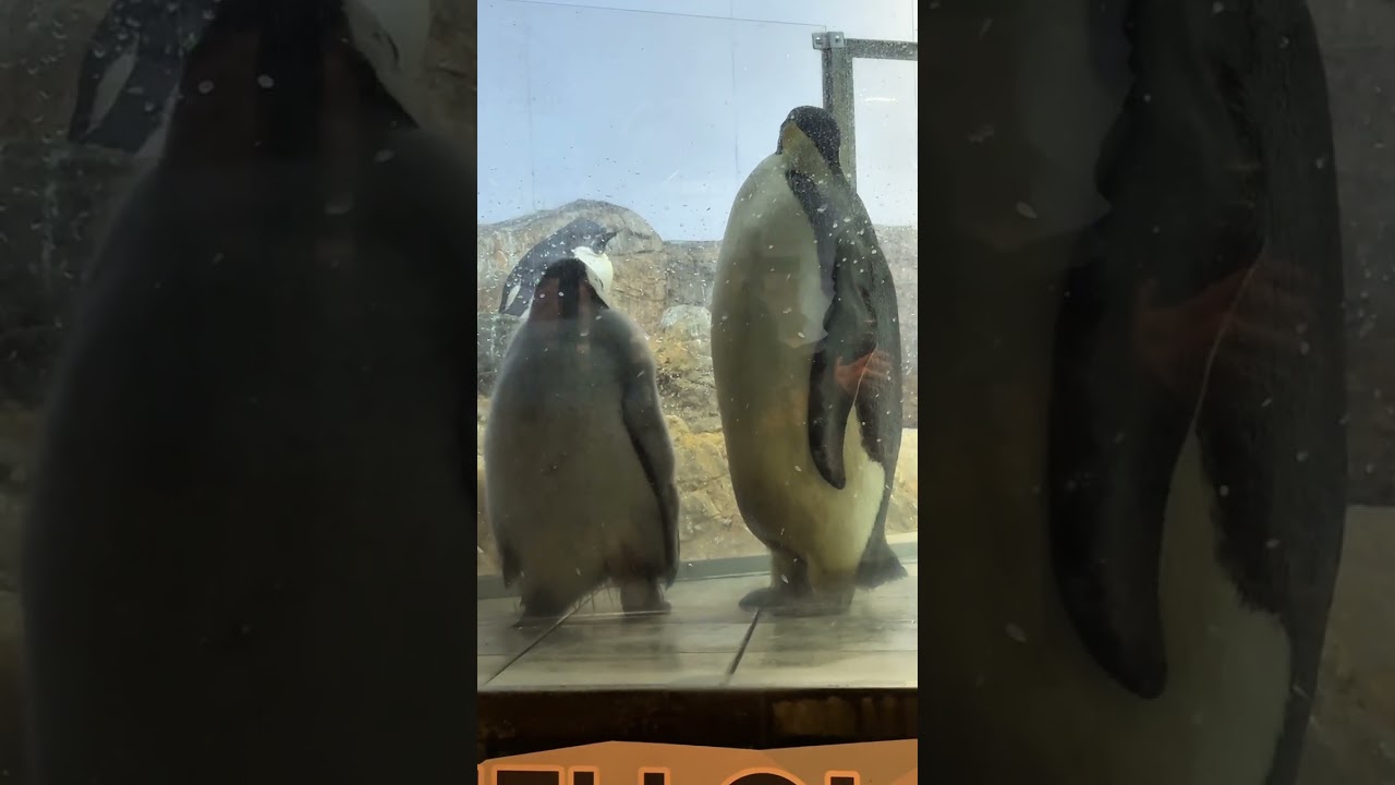 44番ちゃんの寄せ集め動画 #アドベンチャーワールド #エンペラー