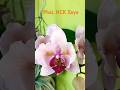 А хто це в нас такий красивий#phalaenopsiszeya#orchid #flowers #plants #garden #ukraine