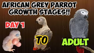 African Grey Parrot Growth Stages Day 1 to 12 Months || Parrot growth Stages || Shabu's Vlog screenshot 3
