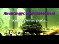 Анциструс обыкновенный  (Ancistrus dolichopterus)