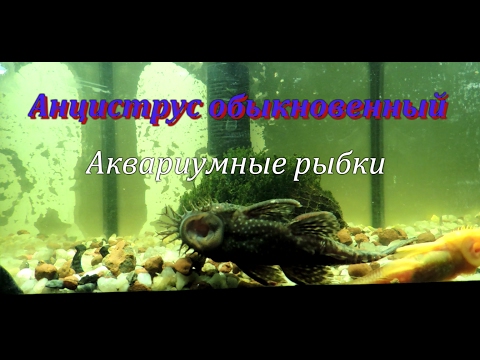 Video: Ancistrus (Ancistrus Dolichopterus)