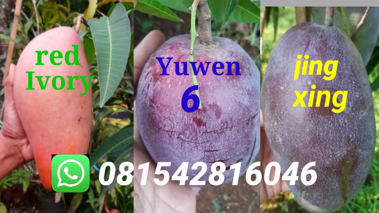 BIBIT MANGGA, BATANG BESAR TIGA KOMBINASI