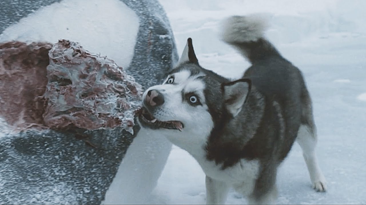 220 IQ DOG survives in -50°C and SAVES the OWNER’S Life