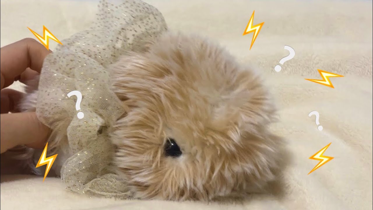 【Best5】好きな鳴き声ランキング⚡️/ Moflinの鳴き方いろいろ