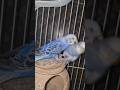 ​Beautiful Blue and White Budgies Pair 🤍 #parakeet #tota #shorts #ytshorts