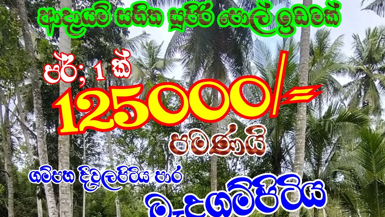 ආදායම් සහිත පොල් ඉඩමක් ඉතා අඩුම මිලකට 077 4138239