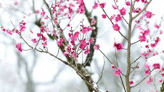 Red Plum Blossoms in the Soft Snow | Winter's Last Whisper 🌸❄️