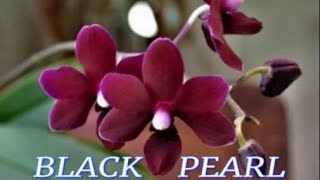№482/ ПЕРЕСАДКА орхидеи BLACK PEARL по быстренькому